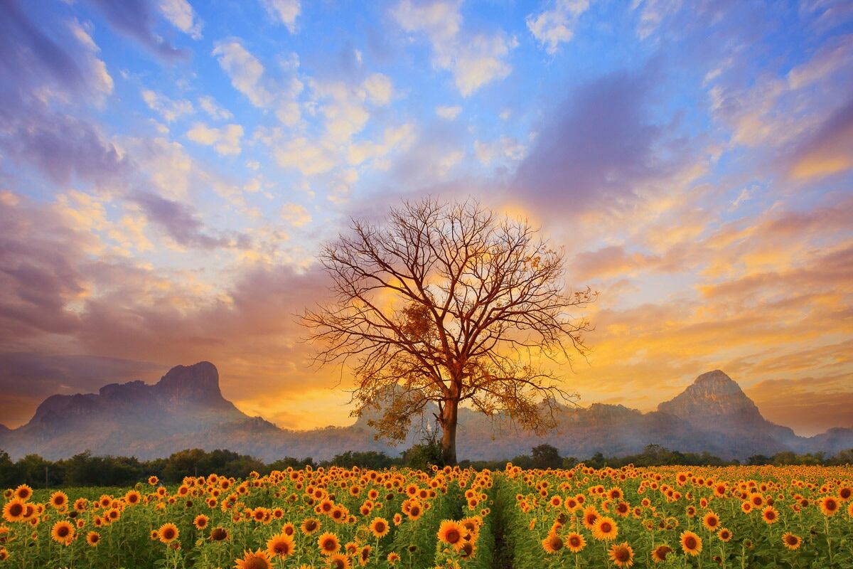 Fototapete PAPERMOON "Sonnenblumen Dusky Sky", bunt, B:1,5m L:1,11m, Vlies, Tapeten, Fototapete