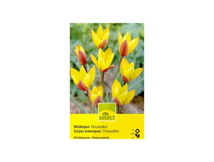 Select Blumenzwiebel Wildtulpen Chrysantha