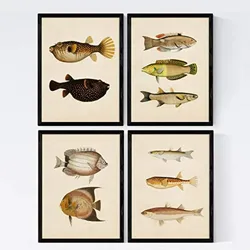 POSTER Set mit 4 Bengal 10 verschiedenen Fischen A3 Rahmenlos