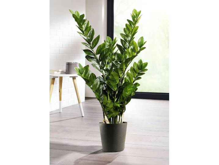 Zamifolia im Topf, Grün