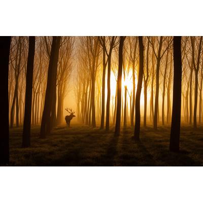 Fototapete PAPERMOON "Photo-Art NAFETS NORIM, ES WAR EINMAL", bunt, B:3,5m L:2,6m, Vlies, Tapeten