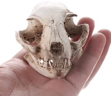 Inspire Picks Realistic Cat Skull Model Resin Animal Skeleton Replica For Decor & Study Realistic Cat Skull Model Resin Animal Skeleton Replica For Decor & Study