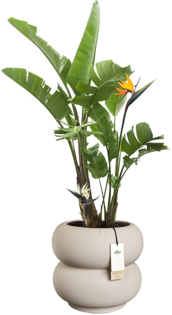 Charles Bentley Elho Amber Roll Low 43cm Cream 40cm H X 43cm W X 43cm D