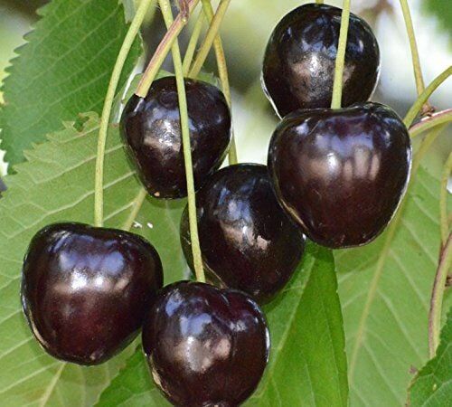 Pflanzen Süßkirschenbaum Kassins Frühe Herzkirsche 7,5 L Container