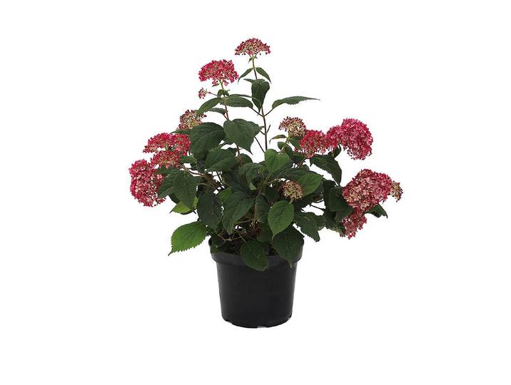 Ballhortensie - Hydrangea arborescens Ruby Annabelle ' 60-80cm inklusive Topf'