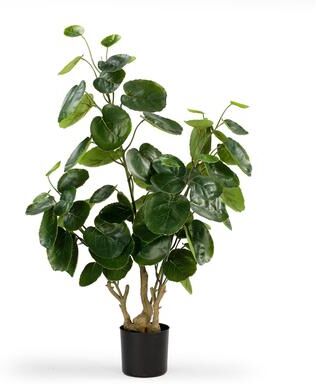 Enova Floral Enova Home Realistic Artificial Fiddle Money Bag Tree in Nursery Pot for Office House Living Room Home Decor Indoor