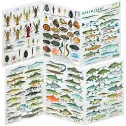 Fischfaltblatt - Süsswasser