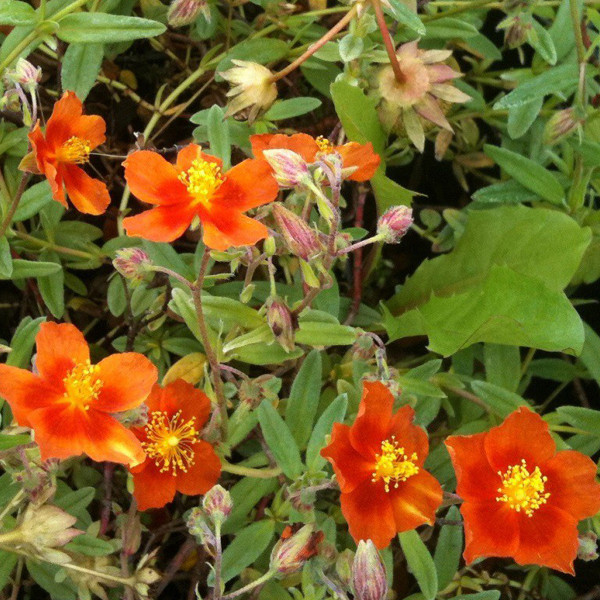 6 x Helianthemum Bronzeteppich Zonneroosjes, Potmaat: 9x9 cm
