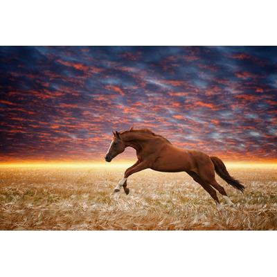Fototapete PAPERMOON "Laufendes Pferd", bunt, B:2,5m L:1,86m, Vlies, Tapeten