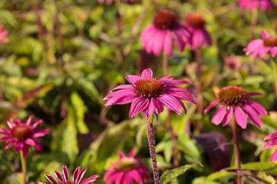 6 x Echinacea purpurea Pow Pow Wildberry Zonnehoed, Pot van 9 x 9 cm