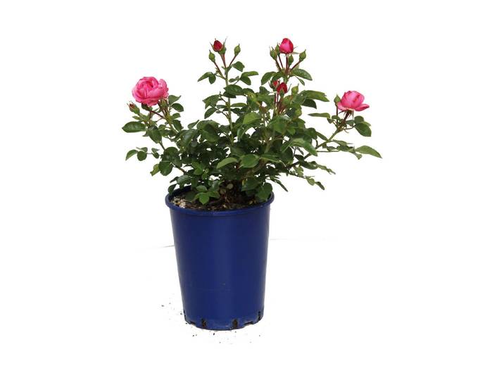 Beetrose Leonardo da Vinci '®(Rosa 'Leonardo da Vinci '®), TopfgrösseØ25cm'