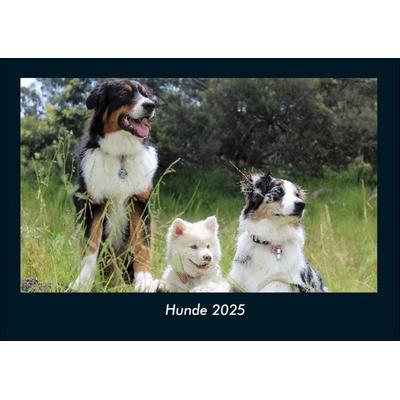 Hunde 2025 Fotokalender DIN A4