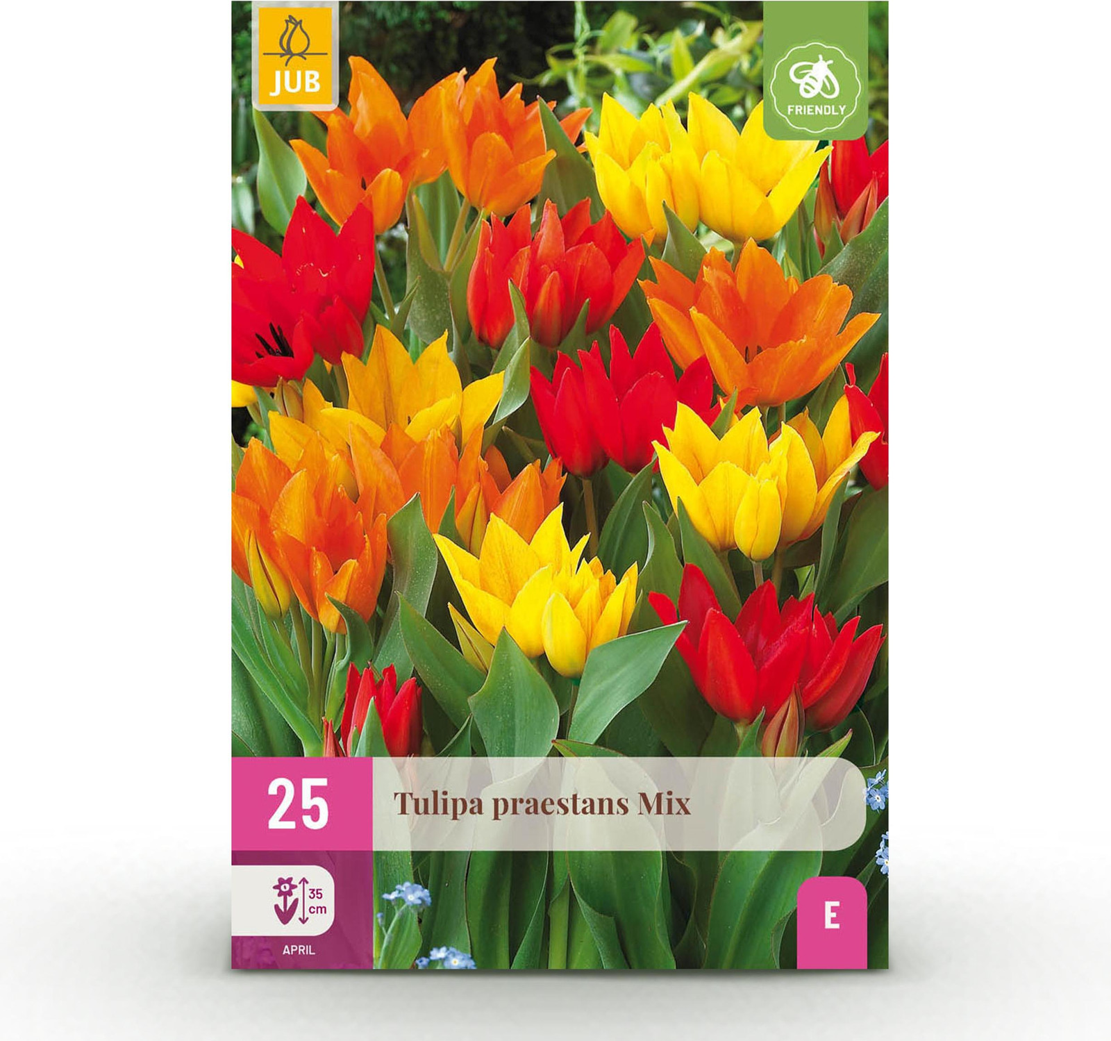 Tulp Praestans mix bloembollen - Diversen Kleuren - 25 stuks - Pflanzenboutique