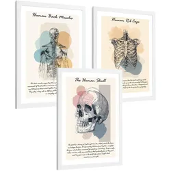 POSTER Set aus 3 Anatomie Mensch Lernposter Drucke und Wandbilder mit Muskeln Rücken Brustkorb Schädel Wanddekoration Größe Weißer Rahmen A3