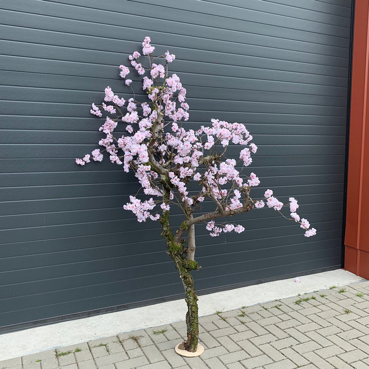 Seta Fiori Kunst Bloesemboom Sakura - Roze - Hoogte: 220 cm