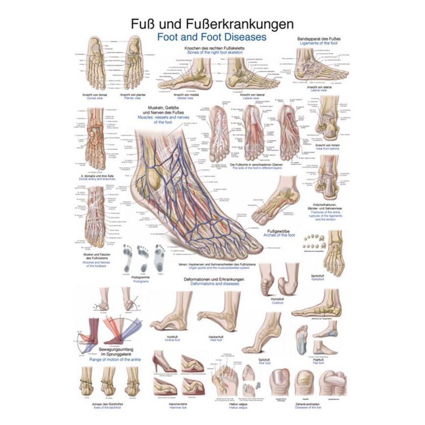 Erler Zimmer Lehrtafel Fuss und Fusserkrankungen, 50x70 cm (EZ-AL528)
