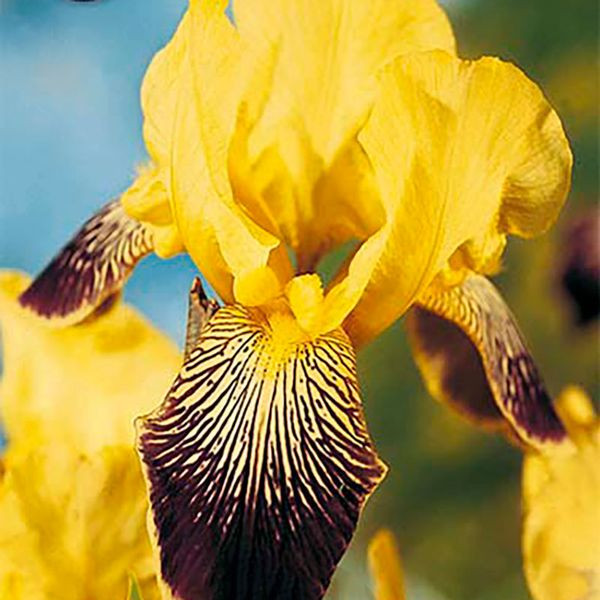 Plantenkontor Iris Germanica Bubble Delight Zwaardlelie Geel, 1 wortelknol