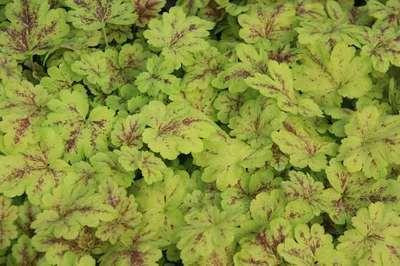 6 x Heucherella hybr. Solar Power Bastaardschuimplant, Pot van 9 x 9 cm