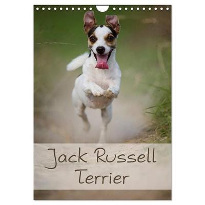 Jack Russell Terrier (Wandkalender 2027 DIN A4 hoch), CALVENDO Monatskalender