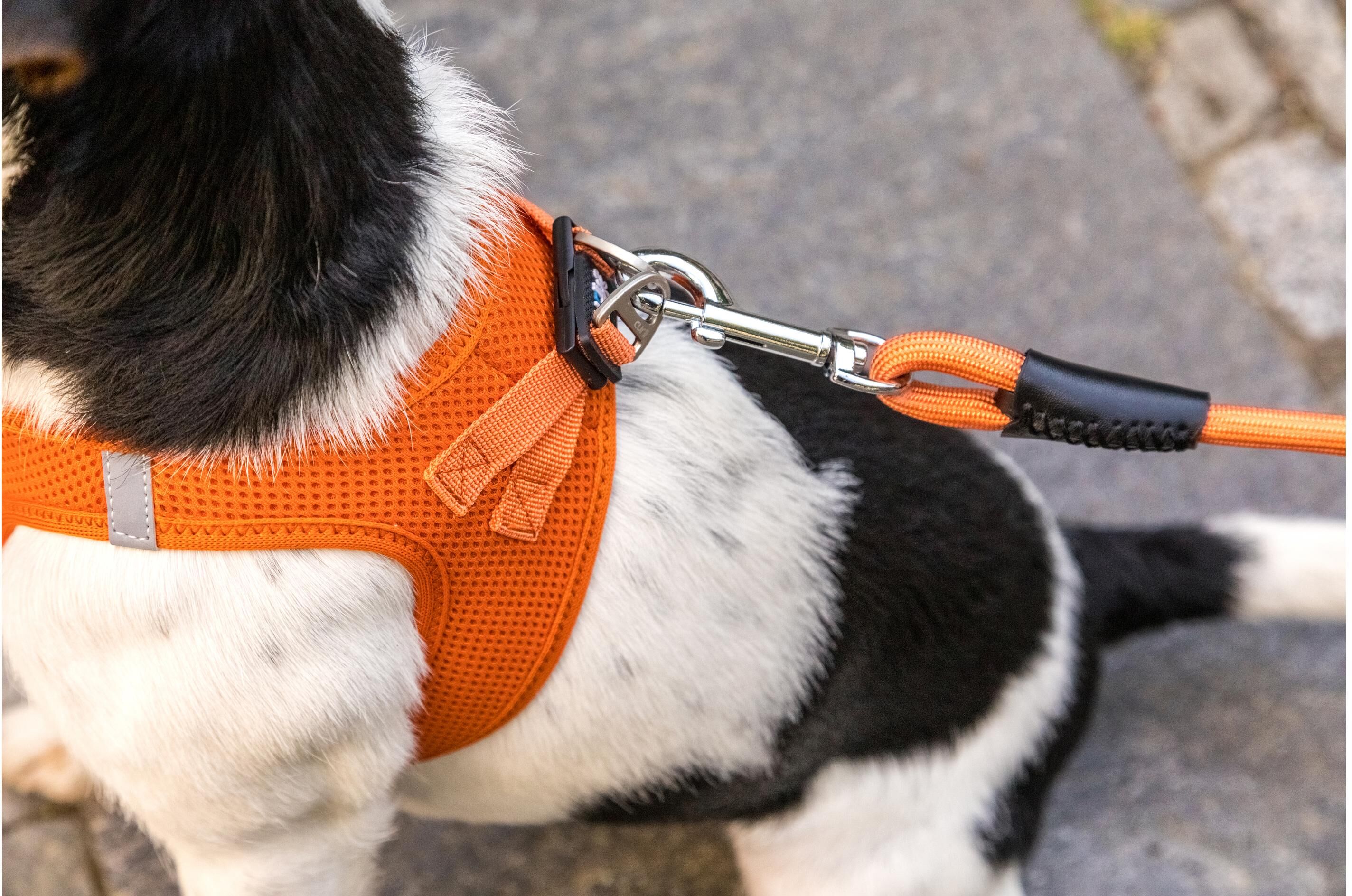 Hundeleine CURLI "Leine", orange, B:1cm L:1,8m Ø:1cm, Nylon, Leinen, Hundeleine orange L/B: 1,8m x 1cm