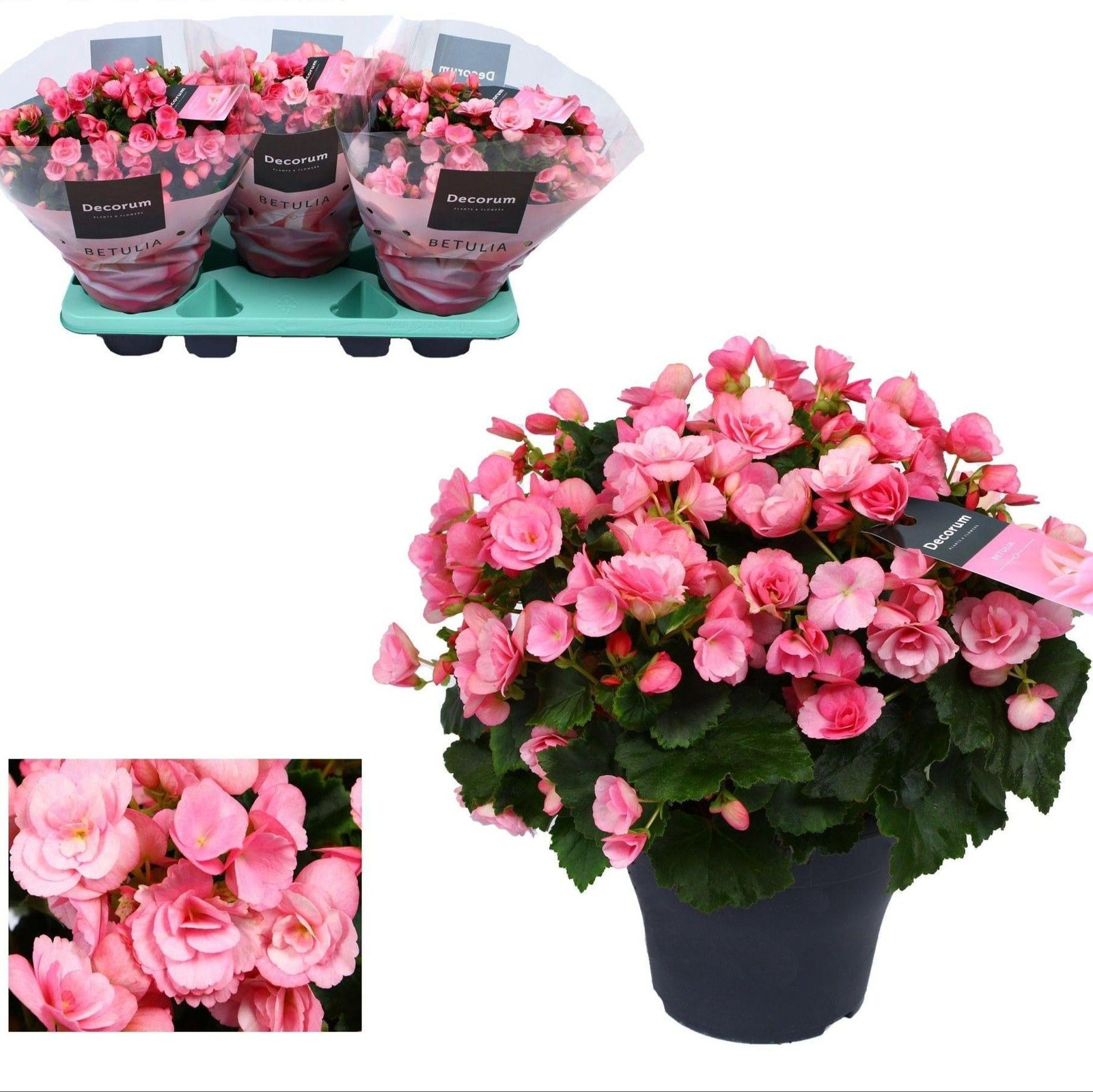 Oasis of Life Begonia Betulia Candy roze Ø19cm