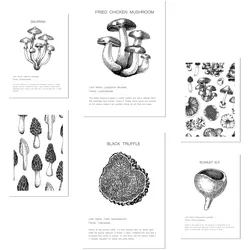 POSTER Set Mit 6 Dekorative Von Pilzarten, Blatt Mit A3 & A4 Rahmenlos