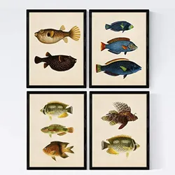 POSTER Set mit 4 Timor 10 verschiedenen Fischen A4 Schwarzer Rahmen