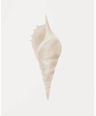 Uplifted Finds Watercolor Seashore Canvas   Coastal Shell & Starfish Print   Executive Studio & Beachfront Sanctuary Decor 2 1 Pc 40 X 60 Cm No Frame