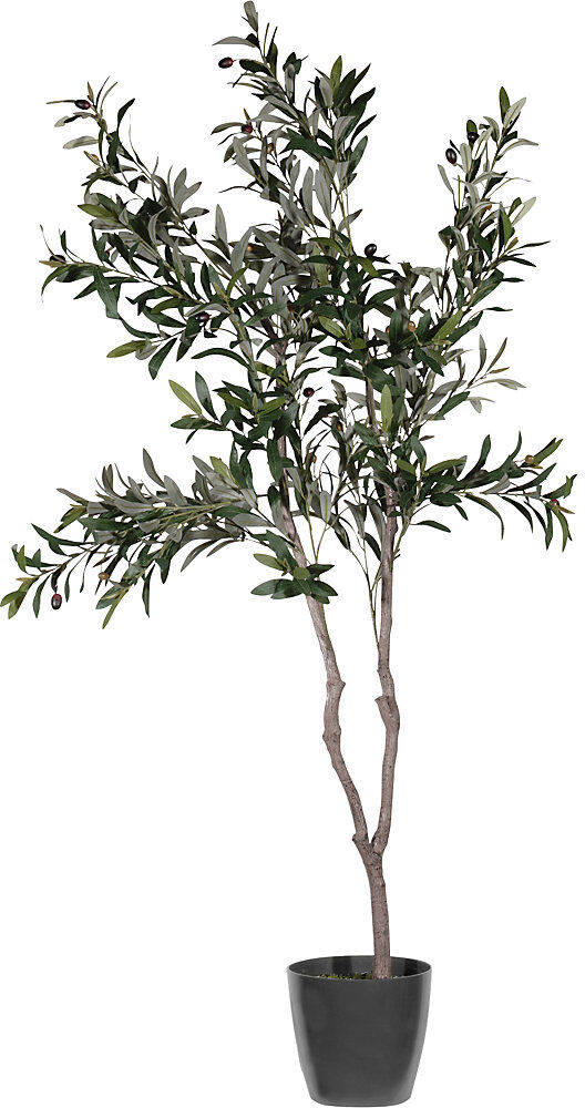 kaiserkraft Olivenbaum, Behältnis-Ø 180 mm, Höhe 1550 mm