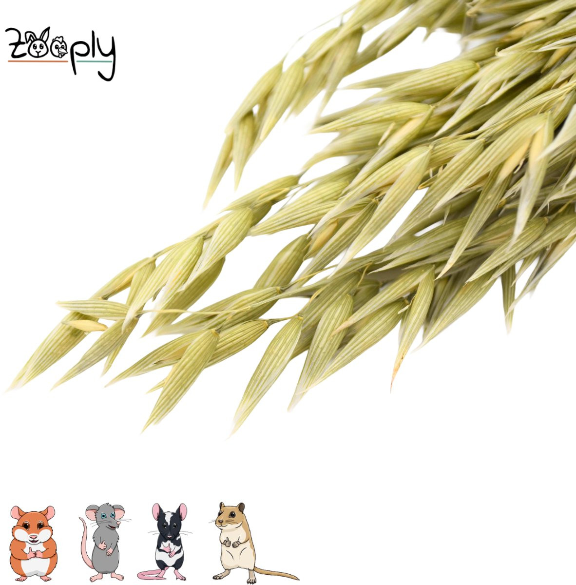 Zooply Haver 100 gram in koker
