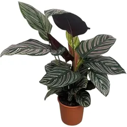 Calathea Ornata d12