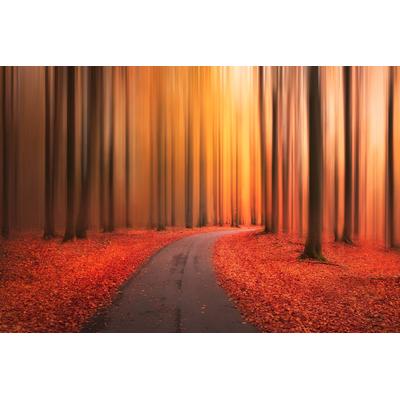 Fototapete PAPERMOON "Photo-Art CHRISTIAN LINDSTEN, PFAD ZU UNBEKANNT", bunt, B:5m L:2,8m, Vlies, Tapeten