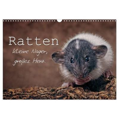 Ratten. Kleine Nager, großes Herz. (Wandkalender 2027 DIN A3 quer), CALVENDO Monatskalender