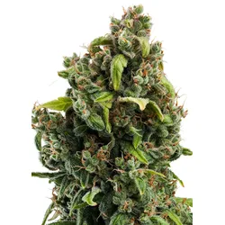Royal Queen Seeds Candy Kush Express - Fast 1 Samen - 1