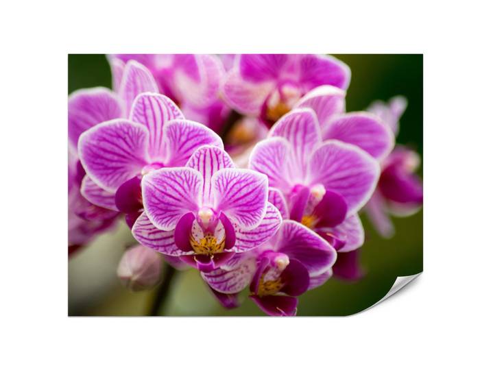 Muralo Fototapete für Wohnzimmer Violetter Orchideenstrauß Blumen 450x315, Rosa, Violett, Grün, Papier, Floral, Rechteckig, 450x315 cm, Tapeten & Wandverkleidungen, Fototapeten