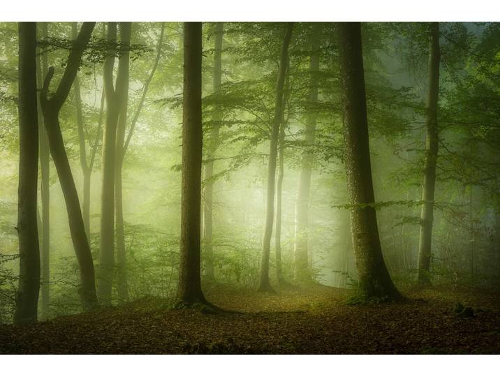 Fototapete PAPERMOON Photo-Art NORBERT MAIER, GEHEIMNISVOLLER FRÜHLINGSMORGEN , bunt, B:3m L:2,23m, Vlies, Tapeten, Fototapete