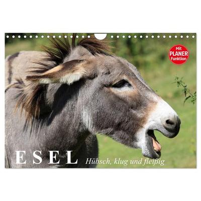 Esel. Hübsch, klug und fleißig (Wandkalender 2026 DIN A4 quer), CALVENDO Monatskalender