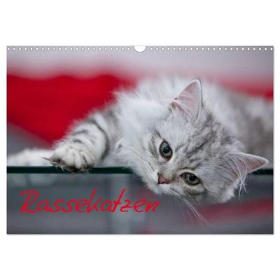 Rassekatzen (Wandkalender 2026 DIN A3 quer), CALVENDO Monatskalender
