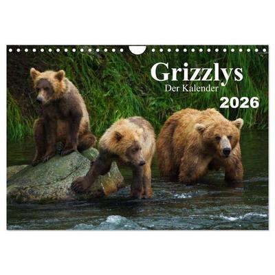 Grizzlys - Der Kalender (Wandkalender 2026 DIN A4 quer), CALVENDO Monatskalender
