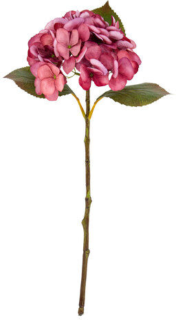 Hortensie, rosé, 45 cm