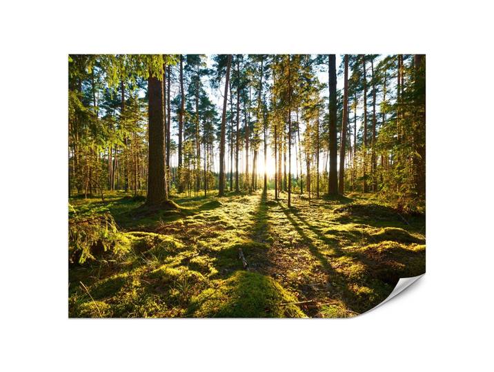 FOTOTAPETE für Küche Sonnenaufgang WALD Moss Bäume Sonnenstrahl 200x140