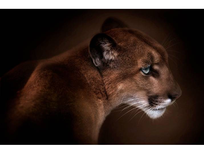 Fototapete PAPERMOON Photo-Art DORIS REINDL, PUMA , bunt, B:3,5m L:2,6m, Vlies, Tapeten, Fototapete
