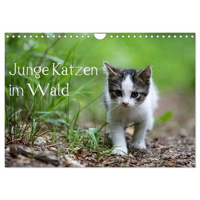 Junge Katzen im Wald (Wandkalender 2026 DIN A4 quer), CALVENDO Monatskalender