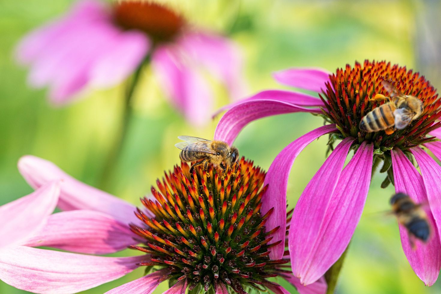 Pflanzen Purpur Sonnenhut Echinacea 23 cm Topf