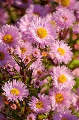 6 x Aster Fellowship meerjarige herfstaster in pot van 9 x 9 cm van GRDplanten