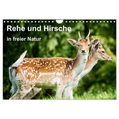Rehe und Hirsche in freier Natur (Wandkalender 2026 DIN A4 quer), CALVENDO Monatskalender