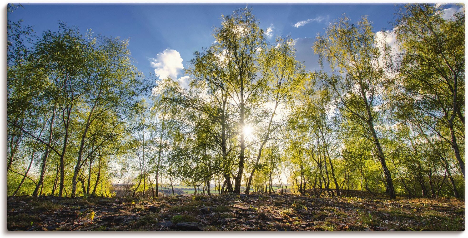 Leinwandbild ARTLAND "Frühlingssonne", grün (farbe bild(er): grün), B:150cm H:75cm, Bilder, Leinwandbild, auf Holzrahmen gespannt farbe bild(er): grün B/H/T: 150cm x 75cm, Leinwandbild Wald Querformat, 1 Stk.
