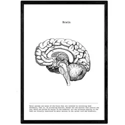 POSTER Anatomie Gehirn A3 Rahmenlos