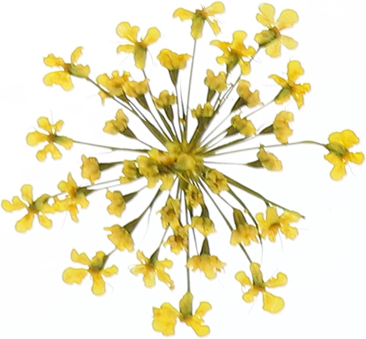 Gedroogde Gele Bloemen - 24 Stuks - Natuurlijke Kleuren voor Hobby Decoratie