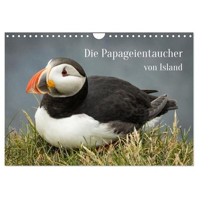 Die Papageientaucher von Island (Wandkalender 2027 DIN A4 quer), CALVENDO Monatskalender